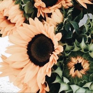 Meet your Posher, Sydney